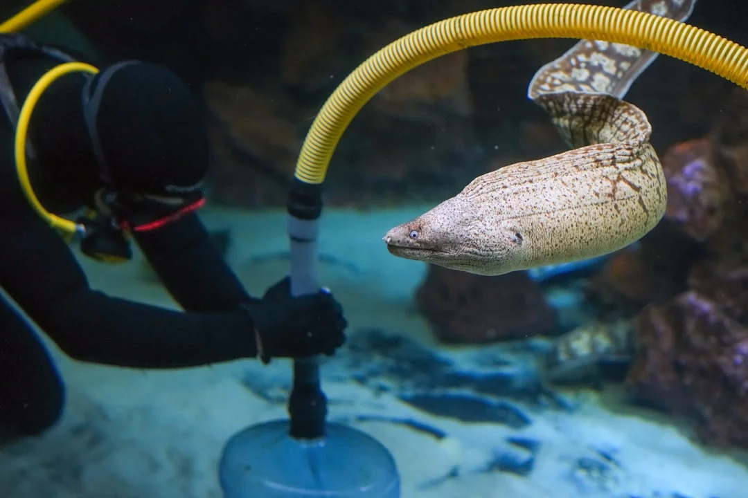 A housekeeper straightening the bed linens in a well-appointed hotel room.